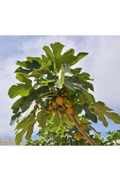 Інжир Київський великоплідний